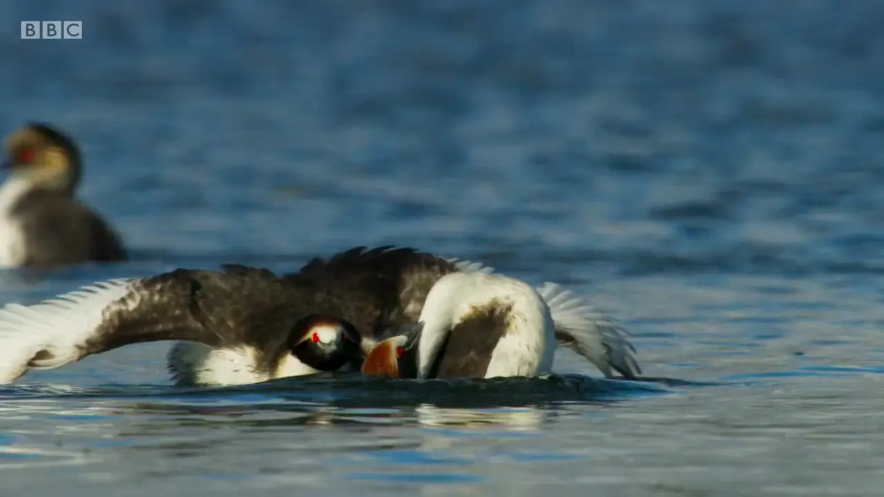 Hooded grebe (Podiceps gallardoi) as shown in The Mating Game - Freshwater: Timing is Everything